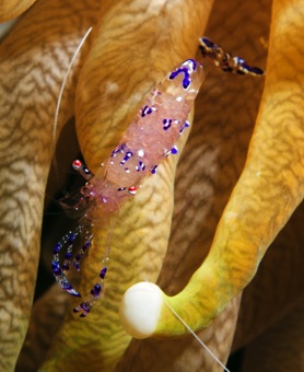 Shrimp with eyed eggs